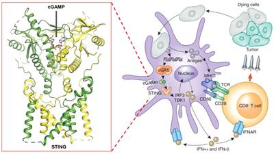 Clinical applications of STING agonists in cancer immunotherapy: current progress and future prospects